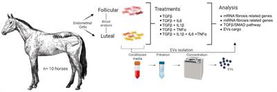 Mare stromal endometrial cells differentially modulate inflammation depending on oestrus cycle status: an in vitro study